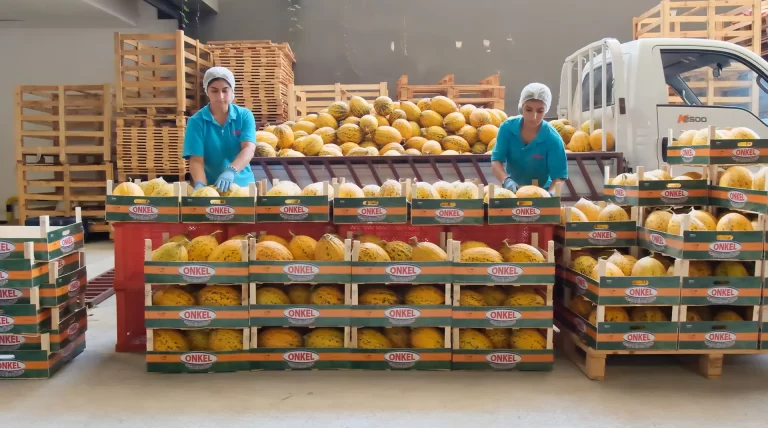 onkel şahingöz yaş meyve sebze ihracatı (10)